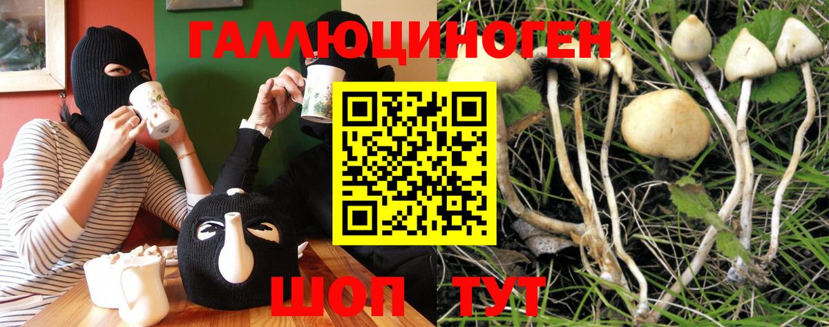 Галлюциногенные грибы Psilocybe Владикавказ